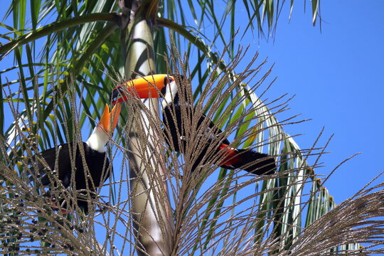 Ramphastos toco, or Toucans, on a Jussara Palm, Euterpe edulis, in Brazil.