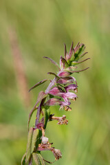 Close up of a red bartsia (odonites vernus) flower in bloom