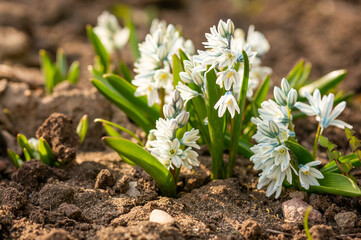 Spring garden flowers. Puschkinia scilloides