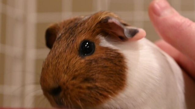 A guinea pig munching on hay while a Caucasian hand starts to pet.