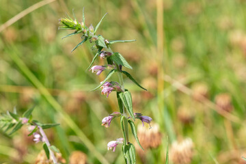 Close up of a red bartsia (odonites vernus) flower in bloom