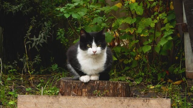 A black cat sits on a stump in the garden in the summer and looks ahead. In the background are trees and green grass. Domestic cat in the garden