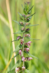 Close up of a red bartsia (odonites vernus) flower in bloom