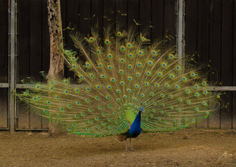 Obraz premium Peacock with feathers out