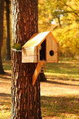 Hand made wooden bird houses hanging on the pine trees in the sunlit autumn park