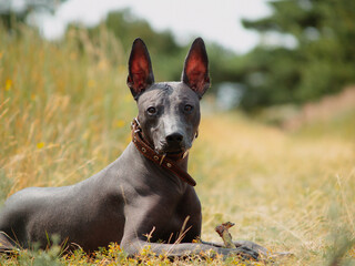 Mexican hairless, xoloitzcuintle. Beautiful adult dog outdoors. Rare dog breed, Xolo. Standard size. Sunny day.
