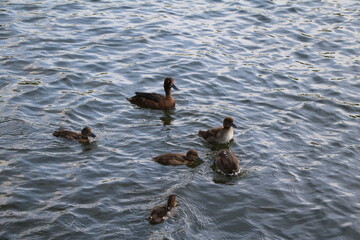 Tufted duck family in Hyde Park London, UK