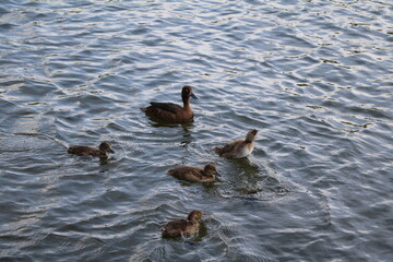  Aythya fuligula withs chicks in the Serpentine Hyde Park, London England