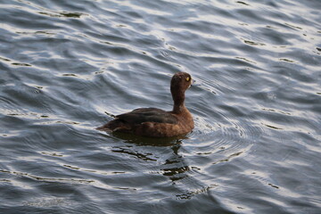 Aythya fuligula in Hyde Park London, UK