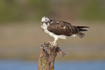 Falco pescatore