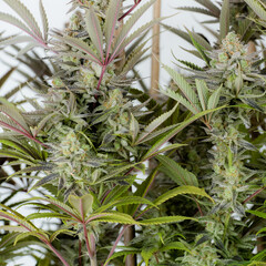 Fototapeta premium Cannabis Plants
