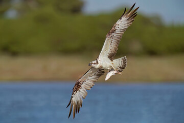 Falco pescatore con preda