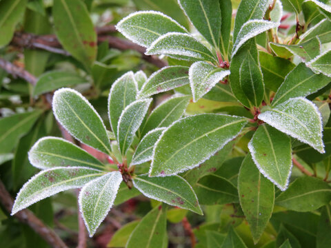 Frosty Plant