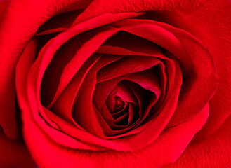 macro image of a red rose