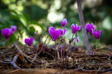Nature awakening. Pink lilac cyclamen hederifolium flowers grow on forest edge, garden, park, forest in wild in summer. Blooms in a national park in spring. Nature's awakening. Wild cyclamens in woods
