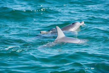 Obraz premium dolphin in the water