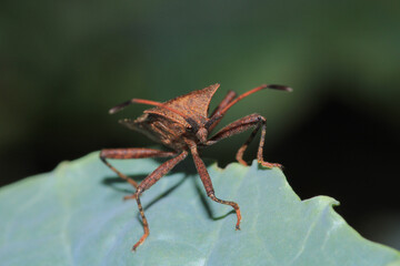 Halyomorpha Halys insect macro photo