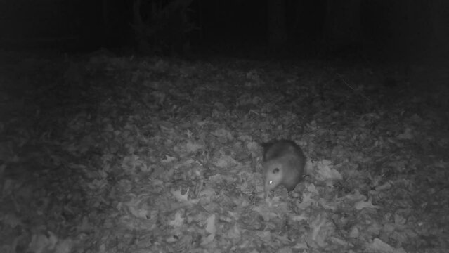 wild opossum looking for food in forest at night