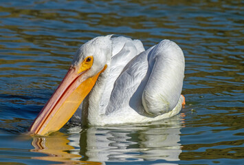 American White Pelican (Pelecanus erythrorhynchos)