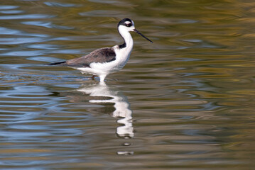 Black-necked Stilt (Himantopus mexicanus) and reflection on silky water