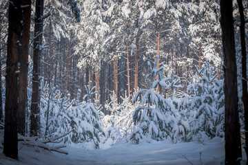 Winter forest landscape. Winter in the forest.