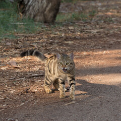 A beautiful lonely cat wants to communicate with people
