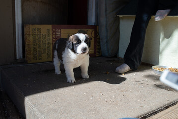 Saint Bernard Puppies