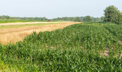 Corn plants in the field. Growing corn, farming and crops in spring.