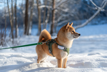 Shiba Inu dog equipped with harness, leash and GPS tracker stands in the snow on a frosty winter day