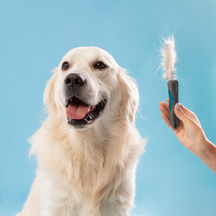 Cute labrador dog on grooming procedure, lady holding comb with wool, sitting over blue background, cropped - obrazy, fototapety, plakaty
