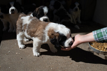 Saint Bernard Puppies