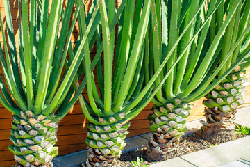Row of tropical palms in the front or back yard of a new suburban house or home development in an arid or desert region