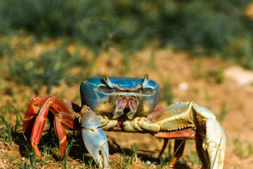 closeup of a Beautiful and colorful crab