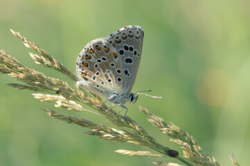 Fototapeta na wymiar Macro of a Beautiful Butterfly