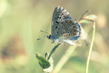 Fototapeta na wymiar Macro of a Beautiful Butterfly