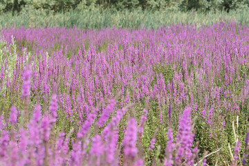 Fototapeta na wymiar Natural landscape with an overwhelming aggregation of bolossoming Purple loosestrife , Lythrum salicaria