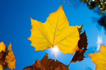 Yellow Red Autumn leaves on a sunny fall day