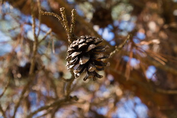 small pine cone opened on a tree - Powered by Adobe
