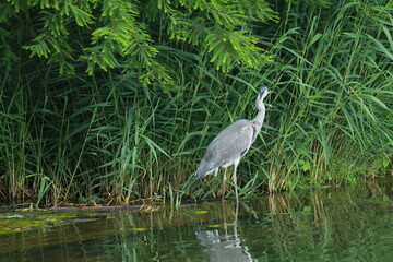 Gray heron in wilderness at a lake.