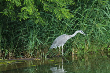 Gray heron in wilderness at a lake.