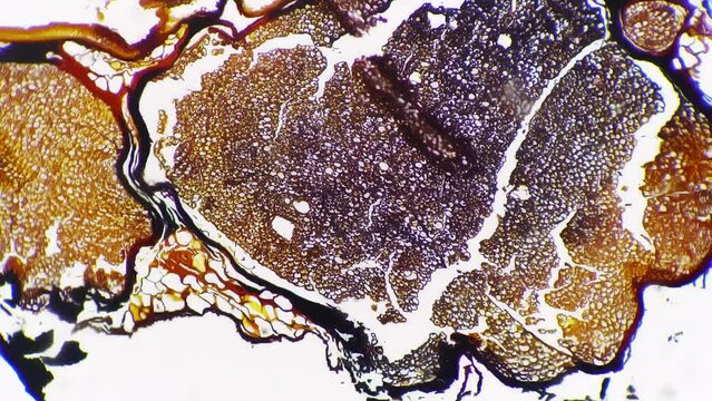 Silvering pattern of human nerves trunk in transversal section under microscope 100x on bright field. Isolated macro footage of fibers bundle of people nervous system. Medical research concept