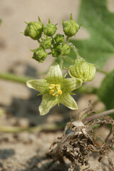 Closeup on a Flowering Bryonia dioica in the dunes at Belgian coast