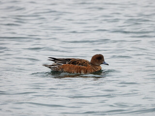 水面を浮かぶ鴨