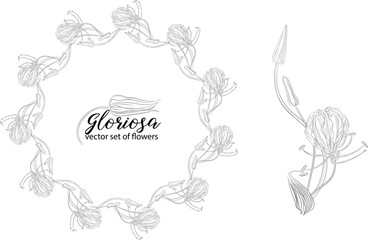 vector set of flowers and beads glorasa Gloriosa