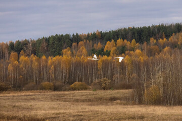 Two swans fly over the forest. Autumn landscape