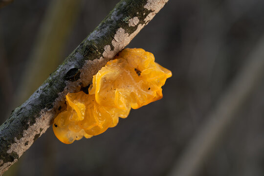 Inedible mushroom Tremella mesenterica on the tree. Known as  yellow brain, golden jelly fungus or yellow trembler. Wild golden mushroom in the floodplain forest.