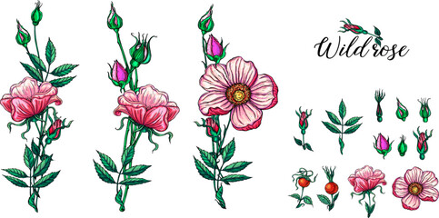 A set of vector flower compositions. Rose. Pink flowers.