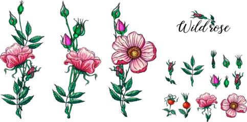 Zelfklevend Fotobehang A set of vector flower compositions. Rose. Pink flowers. © krecunat