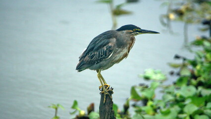 Striated Heron (Butorides striatus) perched on a post in the La Segua wetlands near Chone, Ecuador