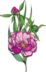 Bright peony flowers. Flower arrangement. Delicate flowers. Vector flowers. Peony. 